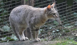 猫配种视频,一场温馨的配种视频大揭秘